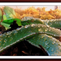 GREEN SNAKE