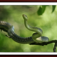 SNAKE ON A BRANCH