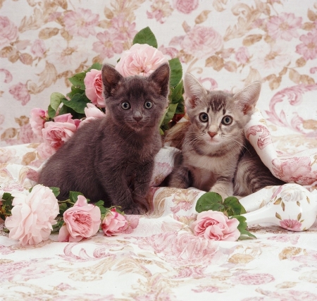 kittens among flowers