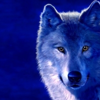 Blue Wolf