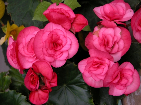 Begonia - flowers, begonia, nature, pink