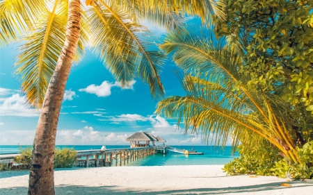 Tropics Island - Tropics, Palms, Pier, Beach