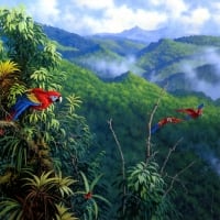 Red Macaws