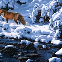 Fox