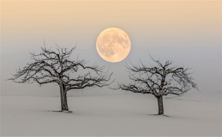 full moon in winter - space, moon, fun, trees, winter, cool