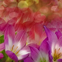 pretty flowers wallpaper