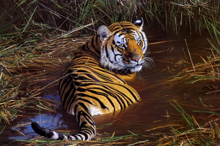 Tiger - pictura, animal, water, painting, tigru, art, tiger