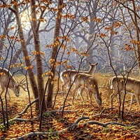 Deers