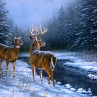 Deers