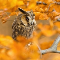 Autumn Animals Owl