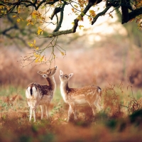 Autumn Deer