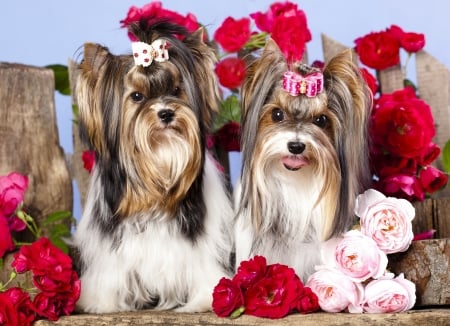 Yorkshire Terriers - dog, flower, pink, red, yorkshire terrier, rose, caine, puppy, couple