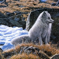 Artic fox