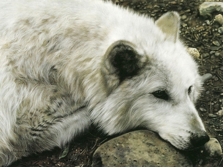 old wolf - animals, old, painting, wolf