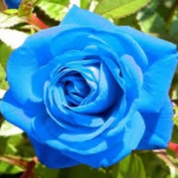 Light Blue Floribunda Rose