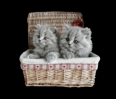two cute in the basket - animals, basket, cats, cute, kittens, two