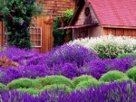 lavender farm