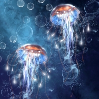 Jellyfish