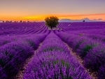 Lavender field