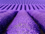 Lavender field