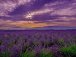 Lavender field