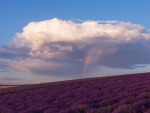 Lavender field