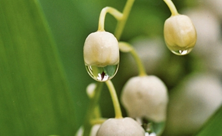 Drops of the  water - drops, white, flower, water