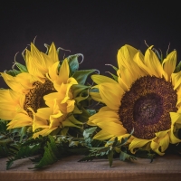 Sunflowers