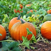 Pumpkins And More Pumpkins