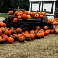 Pumpkin Time Again