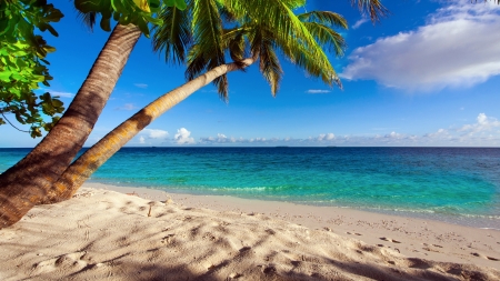 Tropical beach - breeze, palms, summer, vacation, beach, sea, ocean, rest, tropics, view, paradise, sands, sky