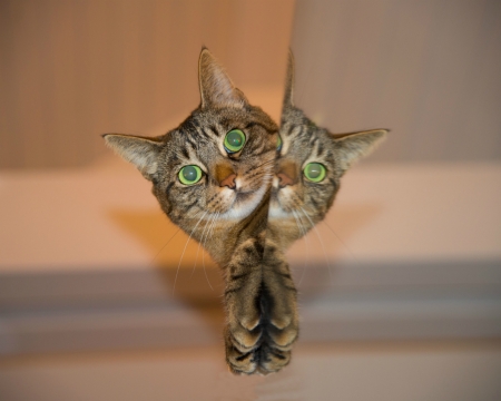 Cat - photo manipulation, cute, cat, green eyes