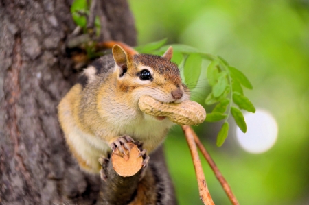 Chipmunk - nut, animal, green, chipmunk, tree, squirrel, veverita