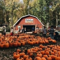 Pumpkin Store