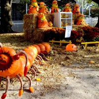 Ants And Pumpkins