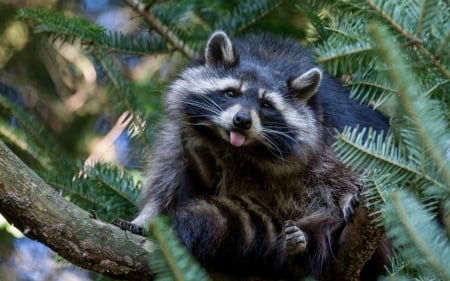 :P - funny, raton, animale, raccoon, face, tree, tongue