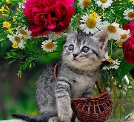 cute kitten in the basket - basket, kitten, cute, cats, animals