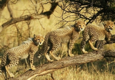 three cheetahs - chhettahs, cats, animals, three