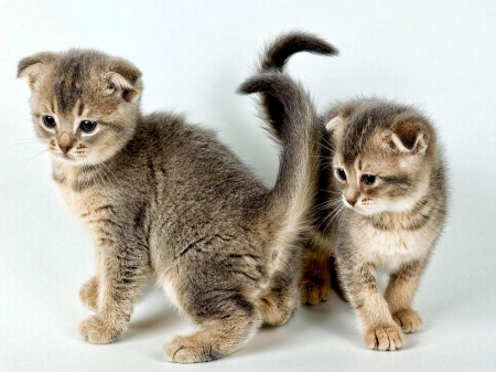 two cute kittens - animals, cats, cute, kittens, two