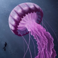 Jellyfish