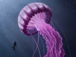 Jellyfish