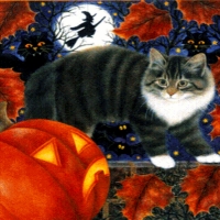 Cat And Pumpkins