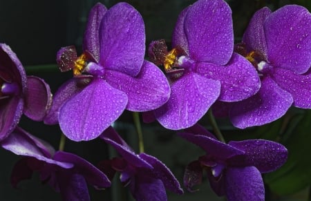 Orchids