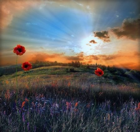 poppies field - field, nature, photography, poppies