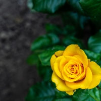 Yellow rose