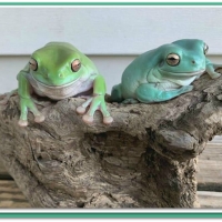 TWO ON A LOG