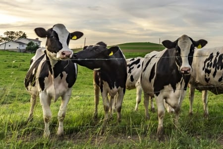 •── Look  on ──• - Field, Grass, standing, Looking, Cows