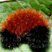 Wolly Bear Caterpillars