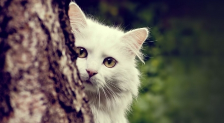 Cat spying - animals, cat, cute, pets, wallpaper, white cat