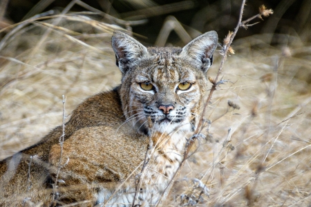 Lynx - animal, wild, Lynx, cat